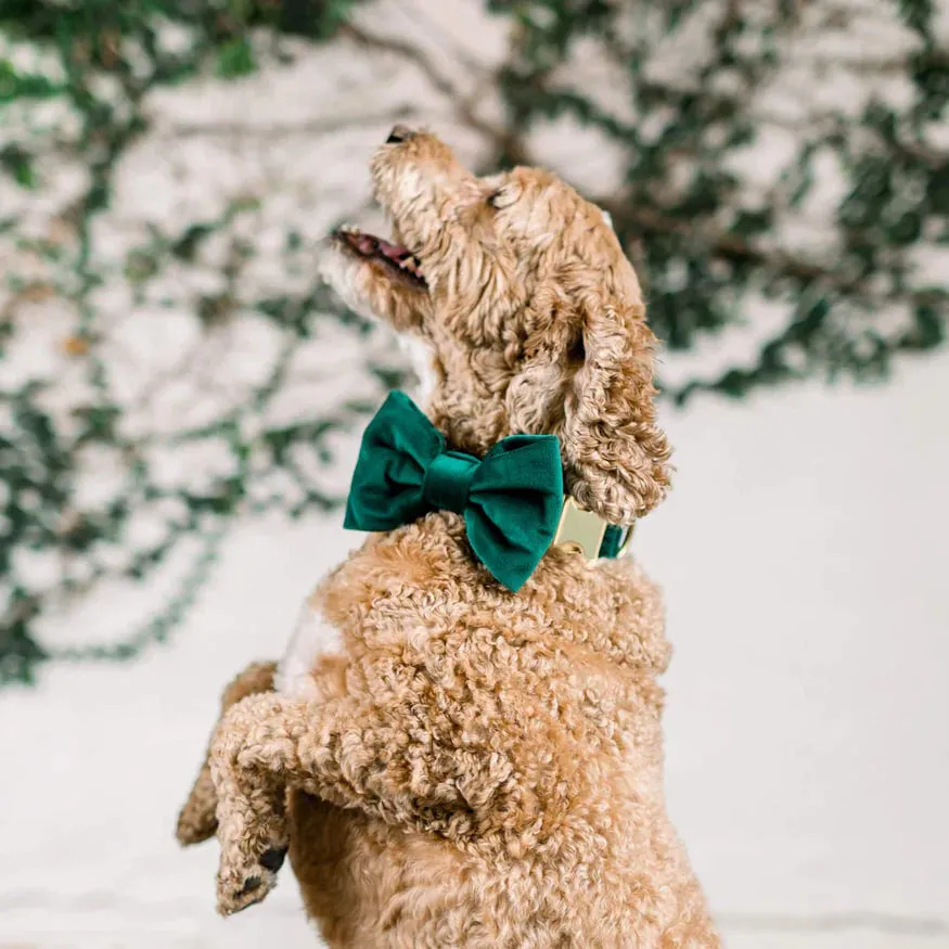 Dog and Cat Bowtie: Forest Green Velvet