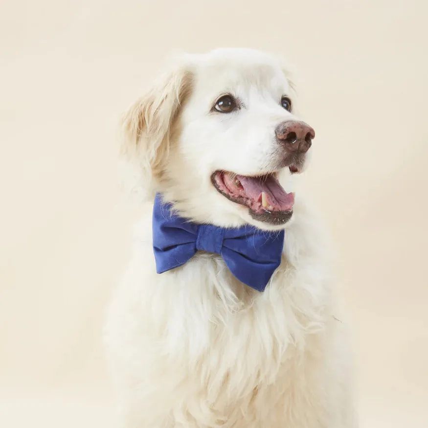 Dog and Cat Bowtie: Navy Velvet