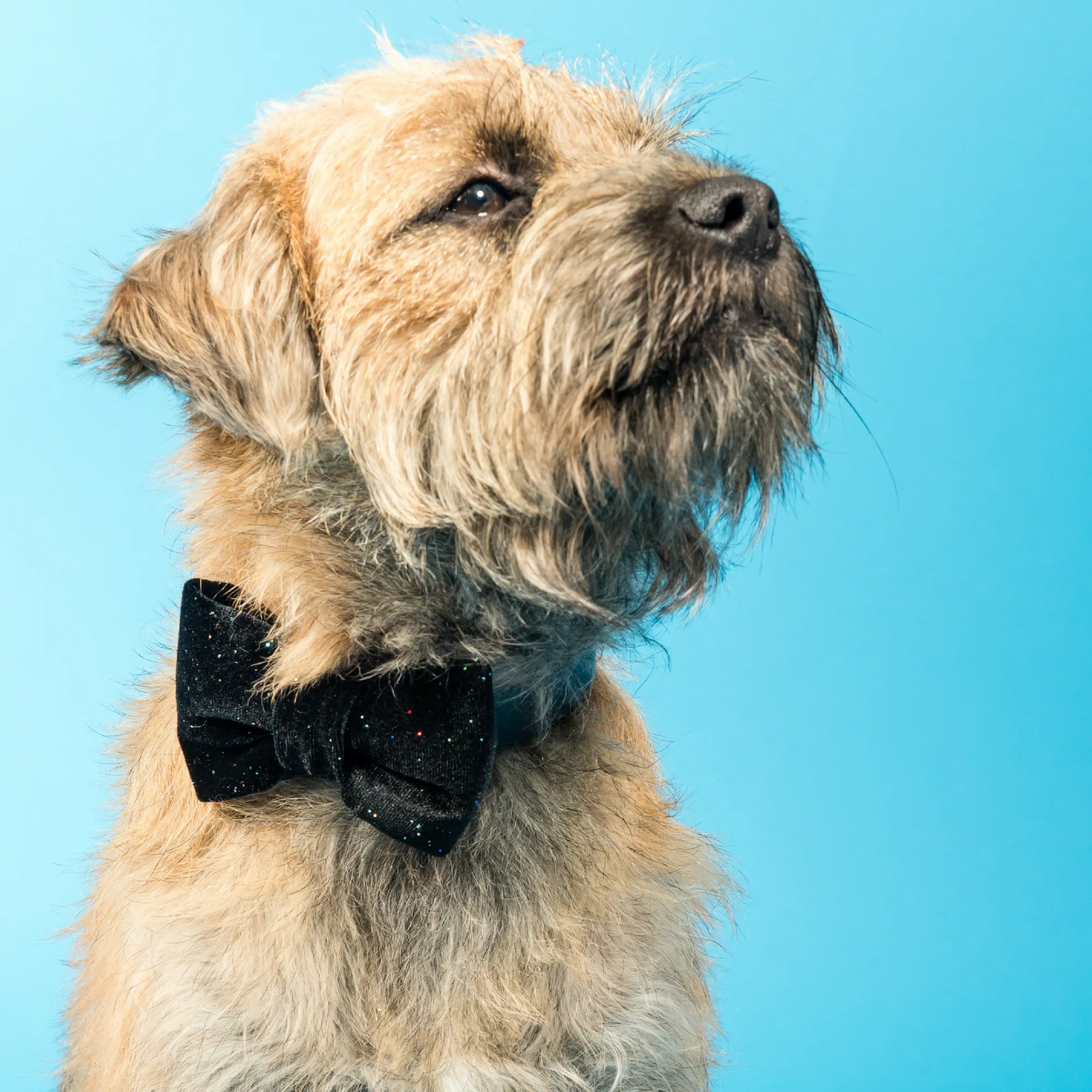 Glitter Ball Velvet Dog Bow Tie