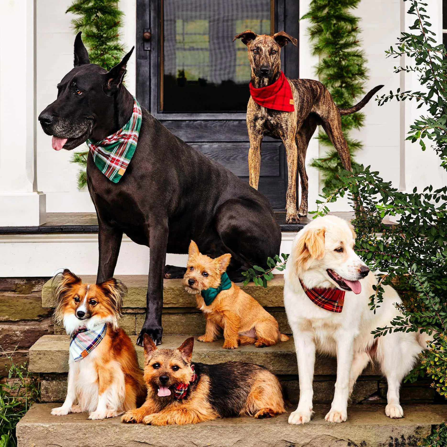 The Foggy Dog Bow Tie - Forest Green Velvet