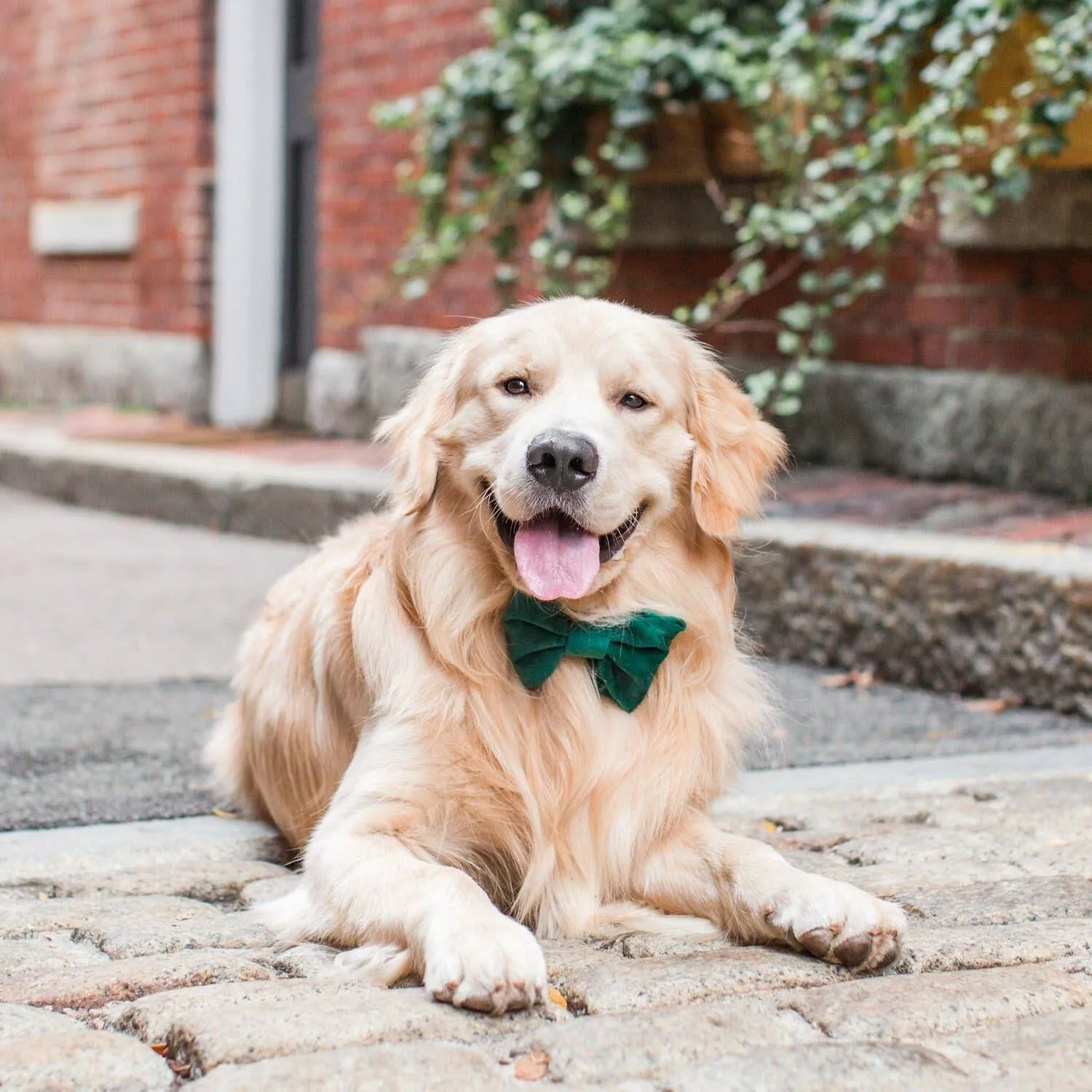 The Foggy Dog Bow Tie - Forest Green Velvet